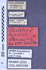 Etiketten zu Agriotes ellenicus (Cate & Platia, 1997) (NHMW-ZOO-COL-0007299)